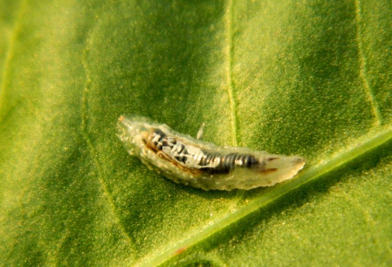 Aiuto identificazione:larva di un dittero Syrphidae